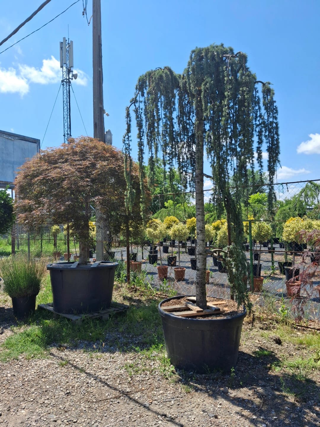 Arbori ornamentali pepinieră
