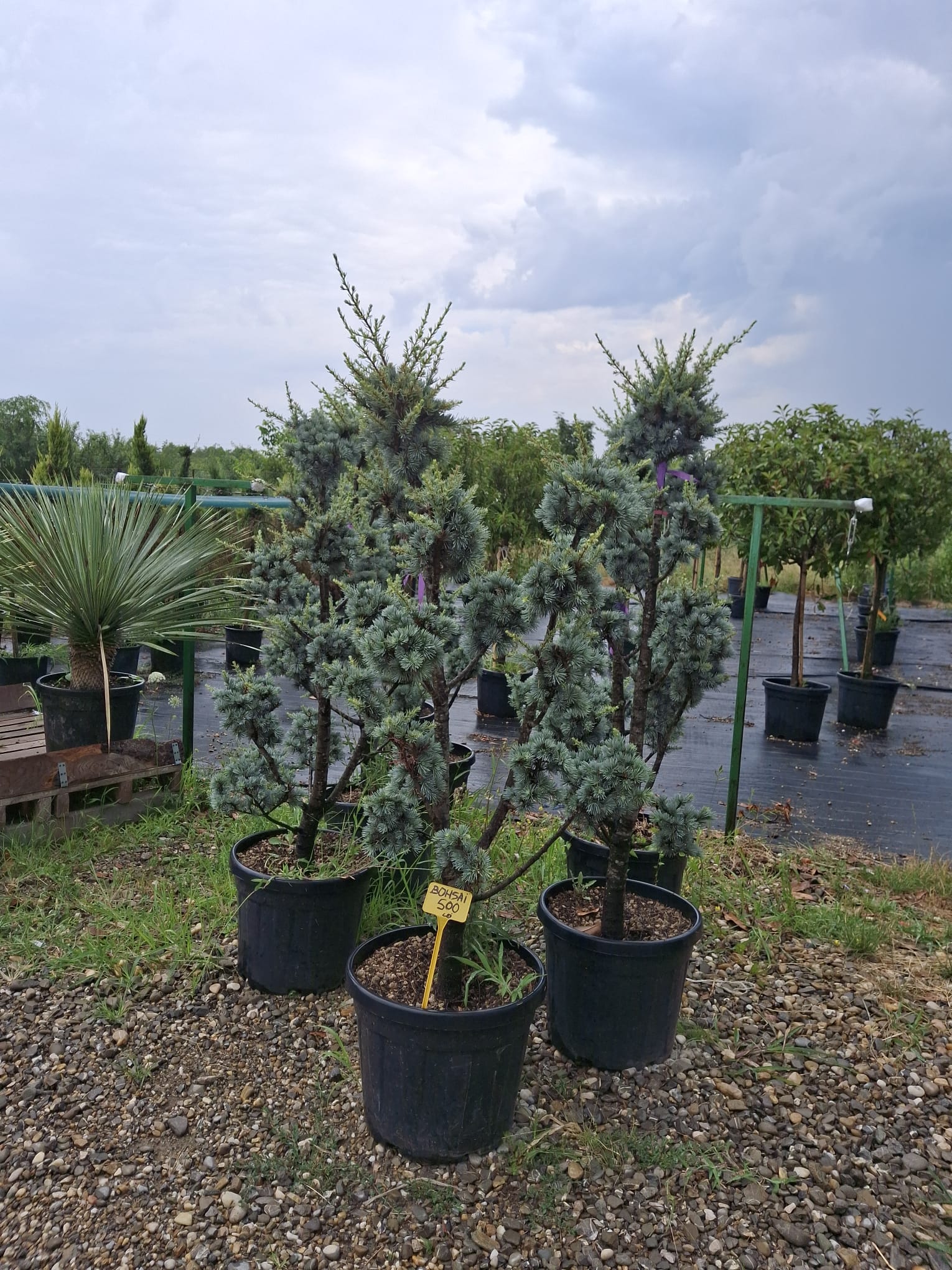 Bonsai decorativ